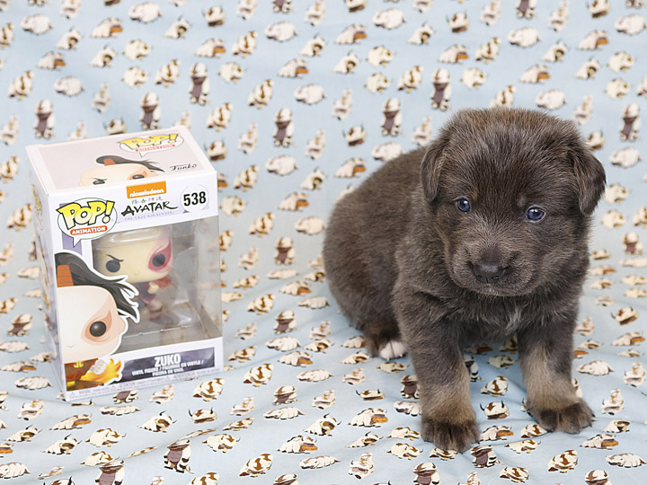 chinook puppy